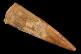 Fossil Pterosaur (Siroccopteryx) Tooth - Morocco #140692-1